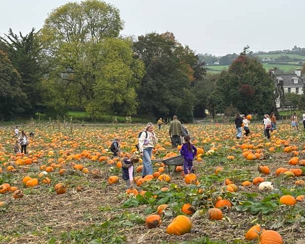 Pick your own pumpkins at patches across North Devon and Torridge in the run up to Halloween and during October half term, such as at Pill Fields near Barnstaple, pictured here.