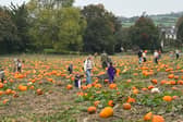 Pick your own pumpkins at patches across North Devon and Torridge in the run up to Halloween and during October half term, such as at Pill Fields near Barnstaple, pictured here.