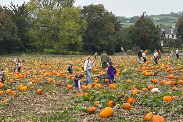 Pick your own pumpkins at patches across North Devon and Torridge in the run up to Halloween and during October half term, such as at Pill Fields near Barnstaple, pictured here.