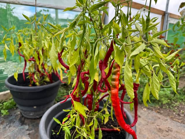 The poly tunnels at Pilton Community Farm have a wealth of produce from chillies and peppers to tomatoes.