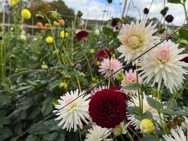 Dahlias in profusion growing at Pilton Community Farm – pick your own during October half term week mornings when the farm is open to the public.