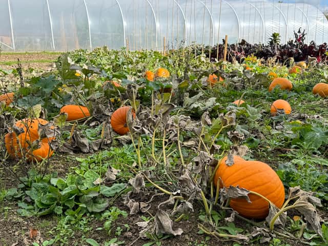 You can pick your own pumpkins at Pilton’s very own pumpkin patch during the mornings of October half term on the school farm.
