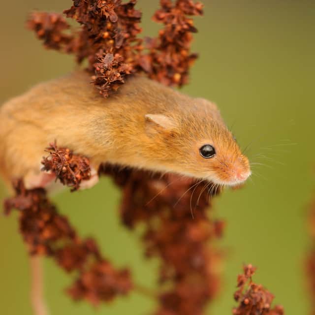The information contained in the Devon Mammal Atlas will be publicly available once the project is completed, minus location info to ensure species remain protected. Harvest mouse pictured. Credit: Amy Lewis