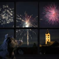 What happens to your dog on Bonfire Night? North Devon vet offers help and advice