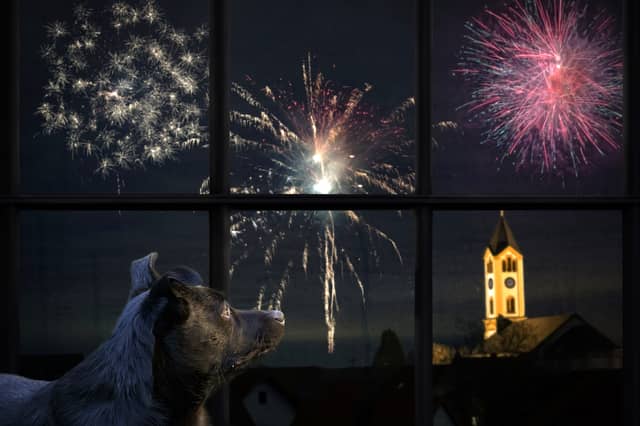 The weeks around Bonfire Night can be a terrible time for some dogs and their owners - a Bideford vet has explained what is happening to your pet and how you can help.