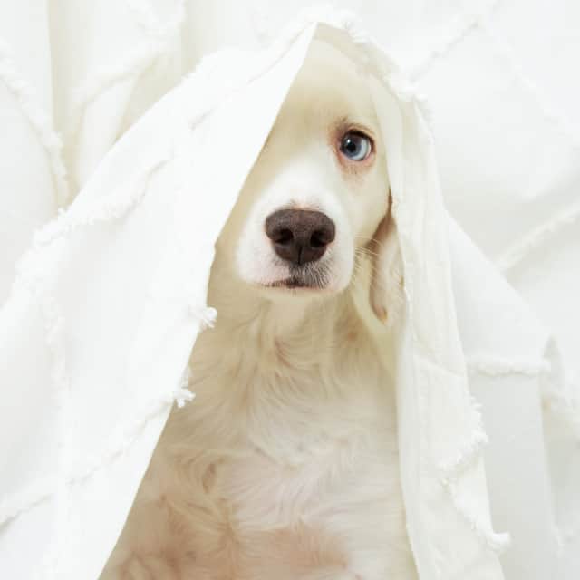 Research has shown dogs scared of fireworks actually undergo physiological changes, they are not being 'difficult'.