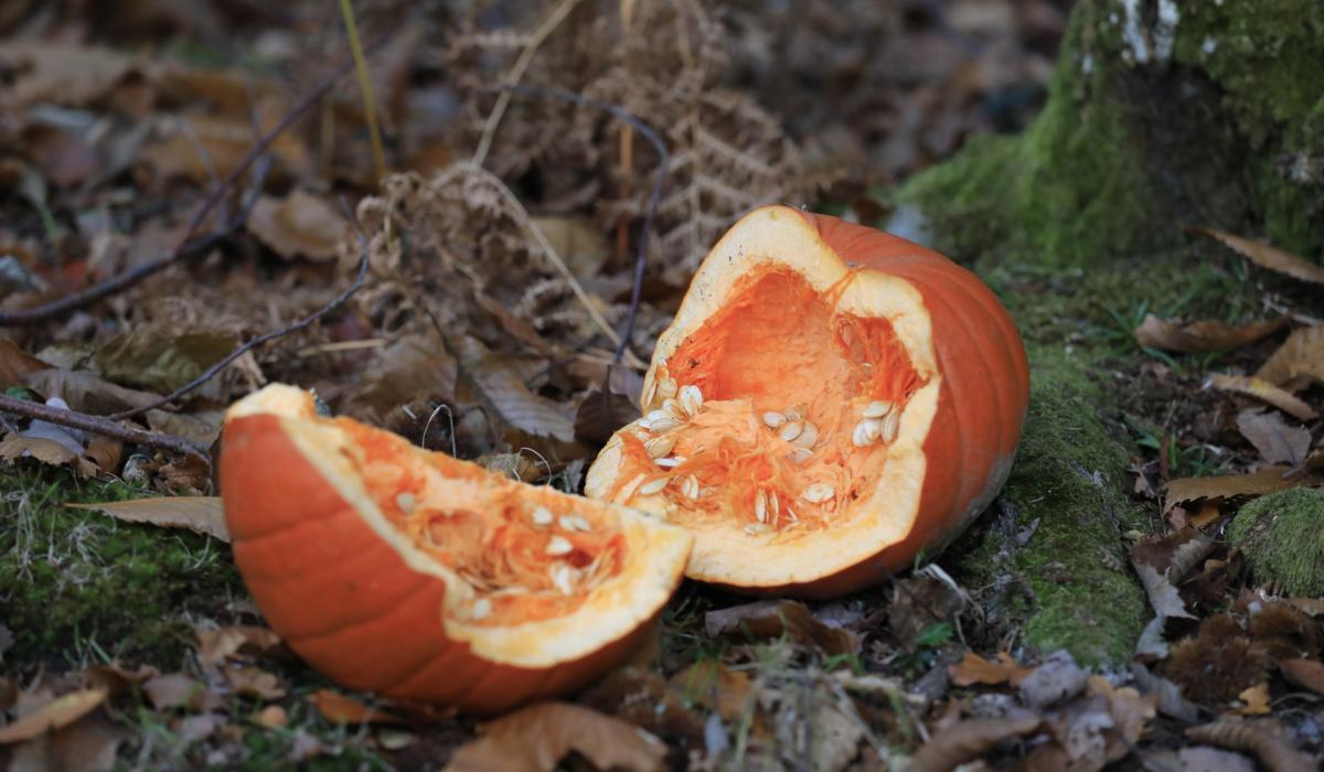 Halloween 2023 Dumping pumpkins in the woods is bad for wildlife