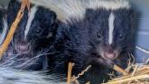 Paignton Zoo’s new arrivals are stinking up the spotlight