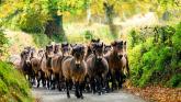 Exmoor ponies reunite for one of nature’s rare spectacles