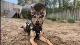 Ilfracombe RC - Luna the energetic six-month-old crossbreed