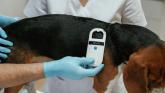 Dog being scanned for microchip