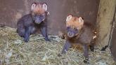 VIDEO: Paignton Zoo celebrates birth of rare maned wolf pups