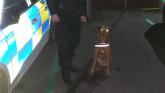 Drugs dog joins police operation at Torquay pubs
