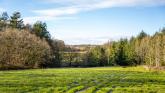 Fishleigh Wood - existing woodland bordering site