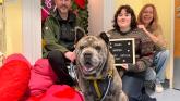 Romeo the rescue dog finally finds love after 106 days in care