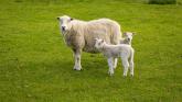 sheep in field credit Moorland Roamer-Adobe Stock