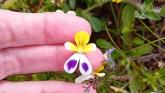Sand pansy on Braunton Burrows