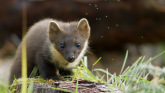 Pine marten credit Mark Hamblin