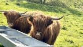 Highland Cows - Lynmouth Holiday Retreat CROPPED