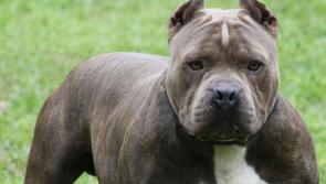 RSPCA reveals dog fighting is rife in Devon