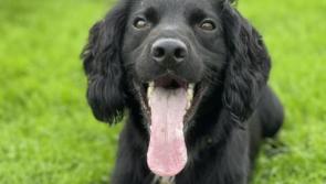 Summer spike in animal cruelty with 255 reports in Devon