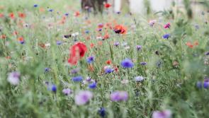 Wild areas seen as 'neglect' by public claims Torridge chairman