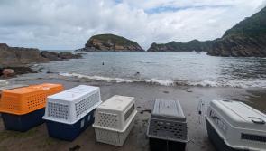 Two Croyde holiday park staff members train as marine mammal medics