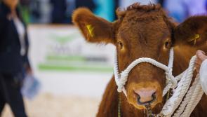 Agrifest returns to Westpoint in November
