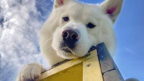 Dogs Trust Ilfracombe issues advice to keep dogs safe during September heatwave 