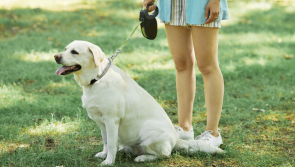 Share you views on plans to change the rules on walking dogs in public