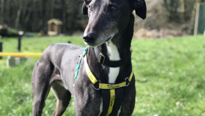 Dogs Trust Ilfracombe calls on dog lovers to prove age is just a number