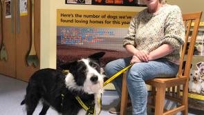 Deaf bearded collie Rosie becomes the 185th dog rehomed at Dogs Trust Ilfracombe this year