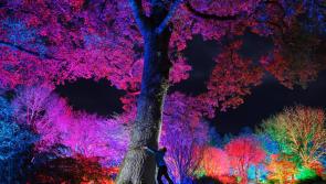Explore the light fantastic at RHS Rosemoor Glow 2023