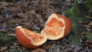 Halloween 2023: Dumping pumpkins in the woods is bad for wildlife