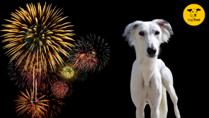 Dogs Trust Ilfracombe offers advice on taking care of dogs during fireworks