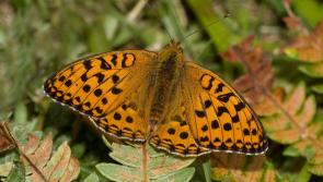 Project takes flight to save rare butterflies in North Devon