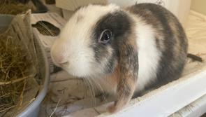 Winter crisis: Animal abandonments have soared in Devon