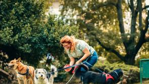 North Devon wants to limit dog walking group numbers