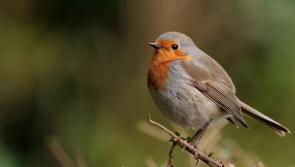 Rescue Robins: Save Britain’s favourite festive bird this Christmas
