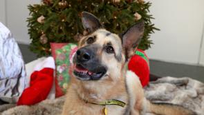Dogs Trust delivers Christmas hope to people experiencing homelessness across Devon
