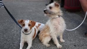Councillors opt for less bite with dog walking restrictions in North Devon