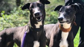 ‘Underdog’ Greyhound Dora to celebrate first Christmas with forever family