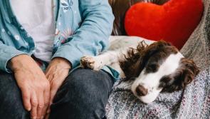 Dogs Trust offers advice to help dogs cope with New Year’s Eve Fireworks