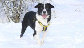 Dogs Trust Ilfracombe issues warning to dog owners in Devon