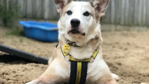 Dogs Trust Ilfracombe issues plea for towel donations to keep canine companions warm and dry