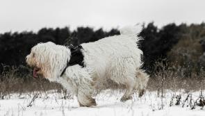 RSPCA urges winter safety for pets and wildlife amidst cold snap