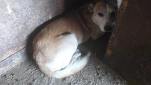 Peters Marland woman who kept animals in squalor receives ban and suspended prison sentence