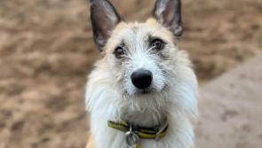 Rescue dog awaits forever home at Dogs Trust Ilfracombe after a remarkable 324 days in charity care