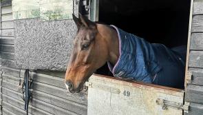 Legendary horse Frodon enters retirement on Dartmoor with jockey Bryony Frost 