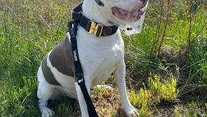 XL bully owners have just one week left to apply for exemption